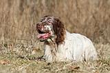 SETTER ANGLAIS 076